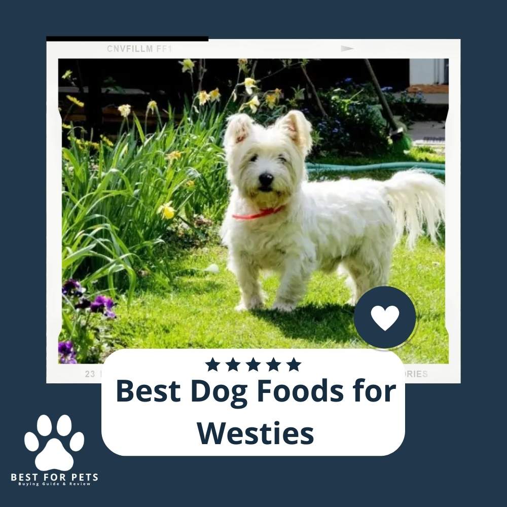 7Rct4DGD-best-dog-foods-for-westies