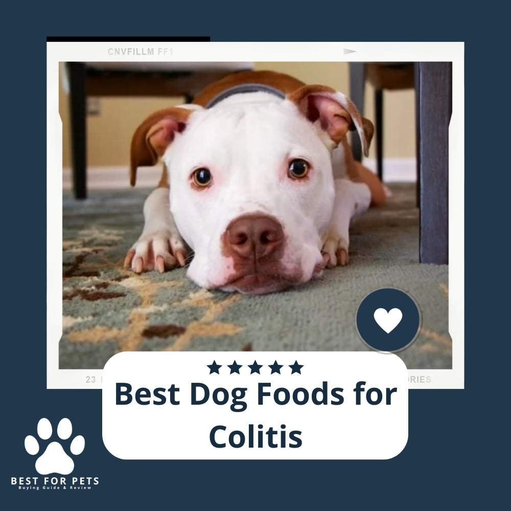 gtSy4g1eu-best-dog-foods-for-colitis