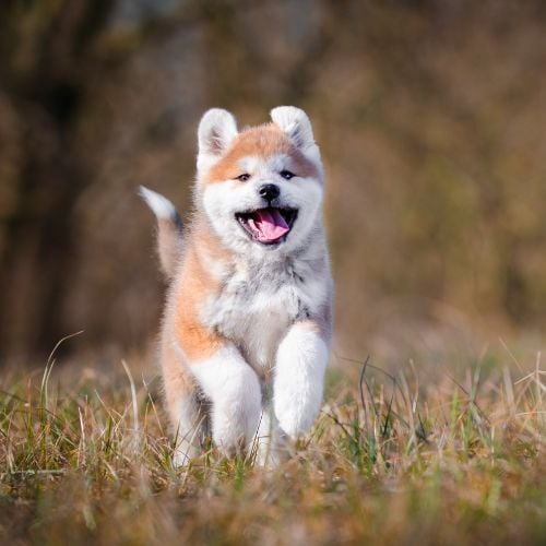 photo of akita inu dog puppy plaing in spring time