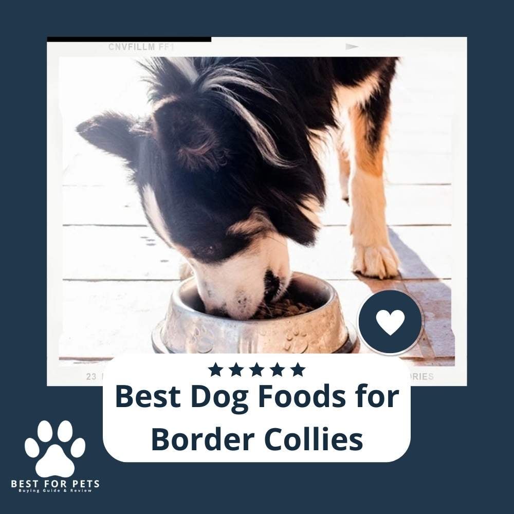 WjDGsLPvf-best-dog-foods-for-border-collies