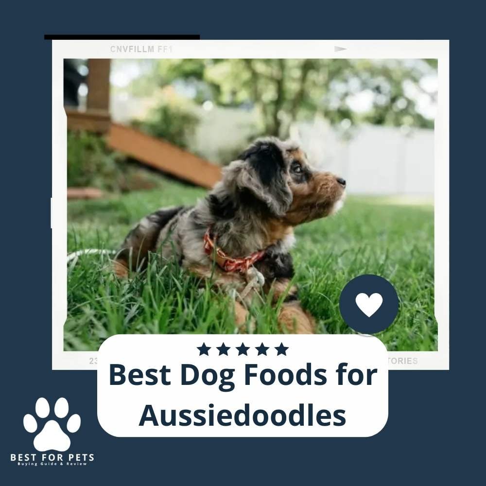 Best Dog Foods For Aussiedoodles