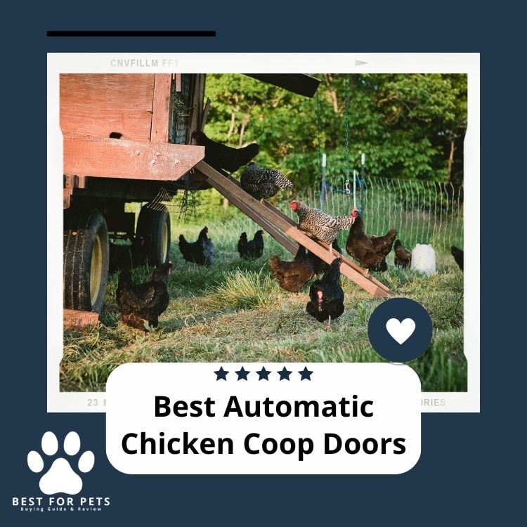 Best Automatic Chicken Coop Doors