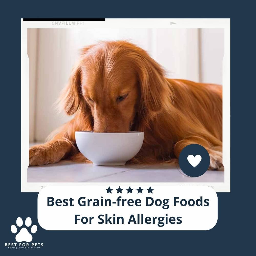 vScyPq9W_-best-grain-free-dog-foods-for-skin-allergies