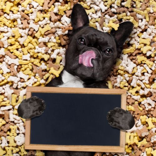 hungry french bulldog dog inside a big mound or cluster of food