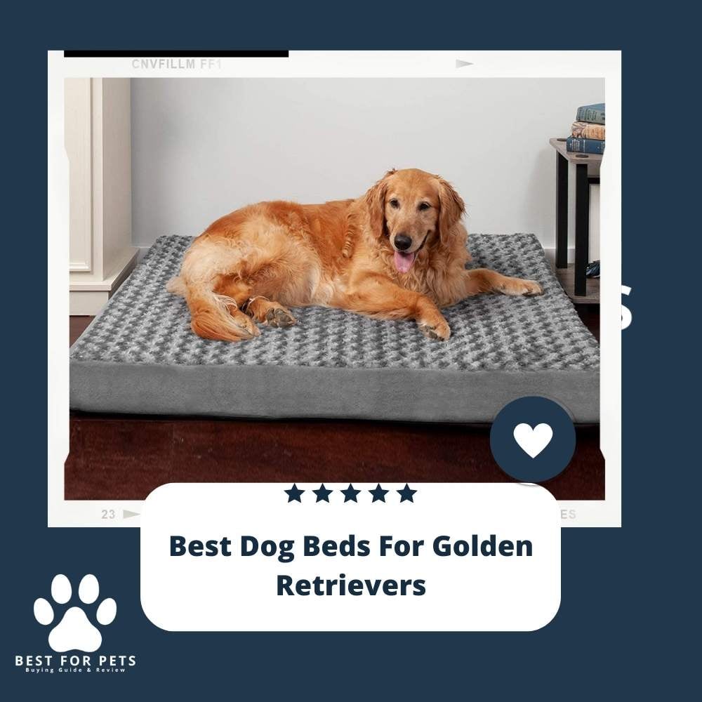Hmw4Kh7eA-best-dog-beds-for-golden-retrievers