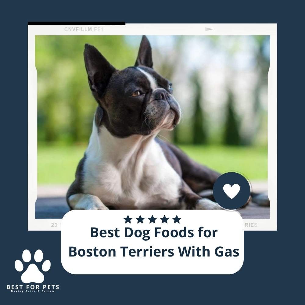 GkSNsJu5J-best-dog-foods-for-boston-terriers-with-gas
