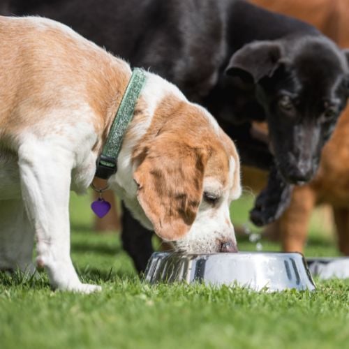 Dog Foods For Skin And Coat