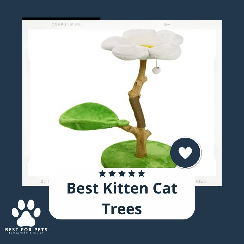oPhFDE1RD-best-kitten-cat-trees