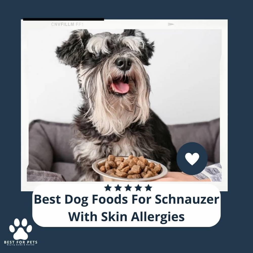 yro7sRwAW-best-dog-foods-for-schnauzer-with-skin-allergies