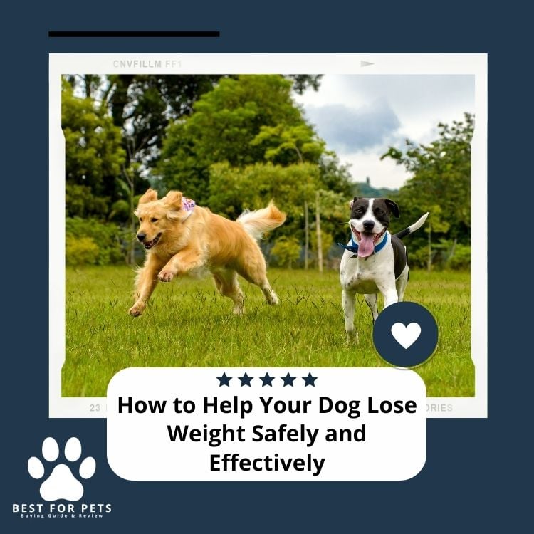 How to Help Your Dog Lose Weight Safely and Effectively