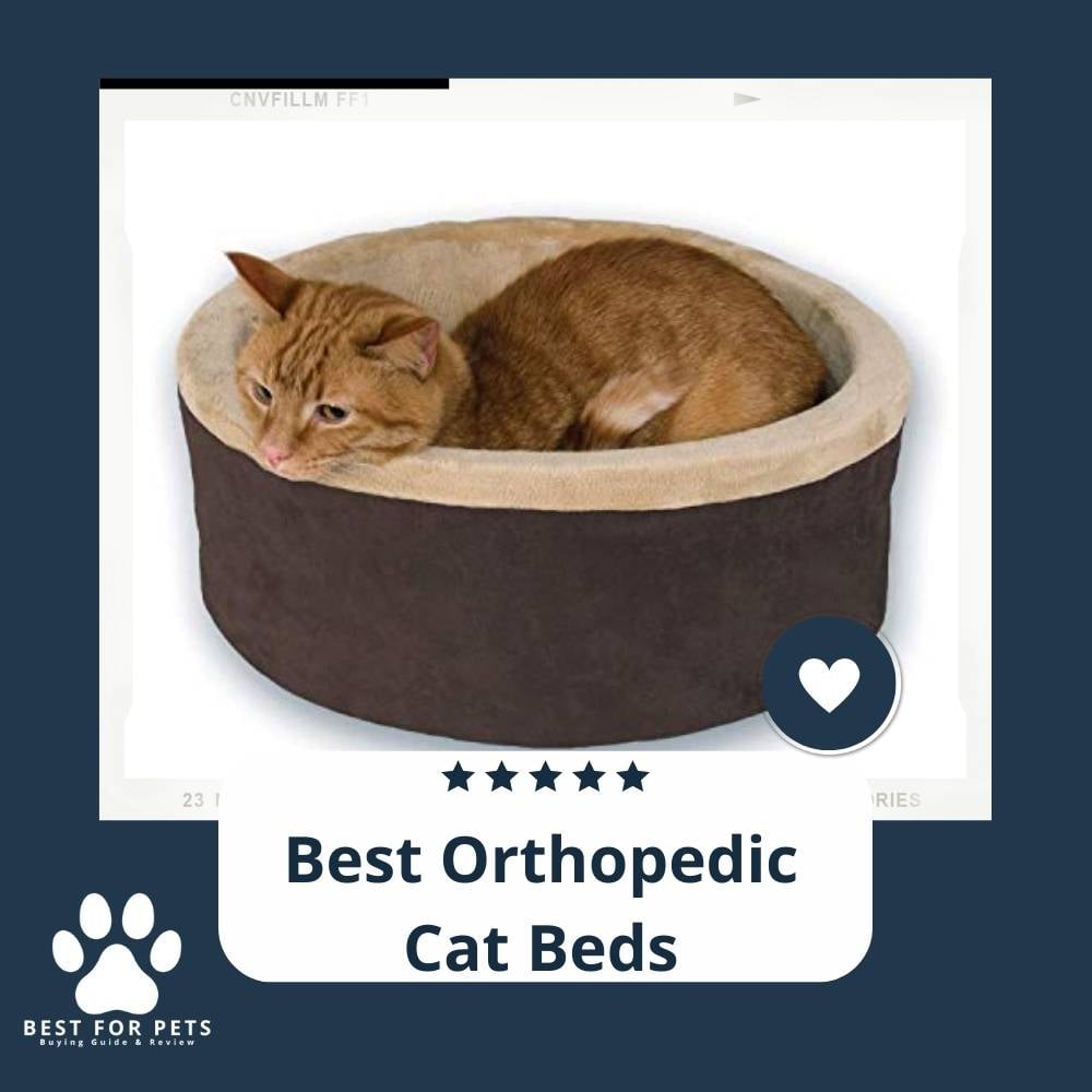 a6plAXFZ1-best-orthopedic-cat-beds