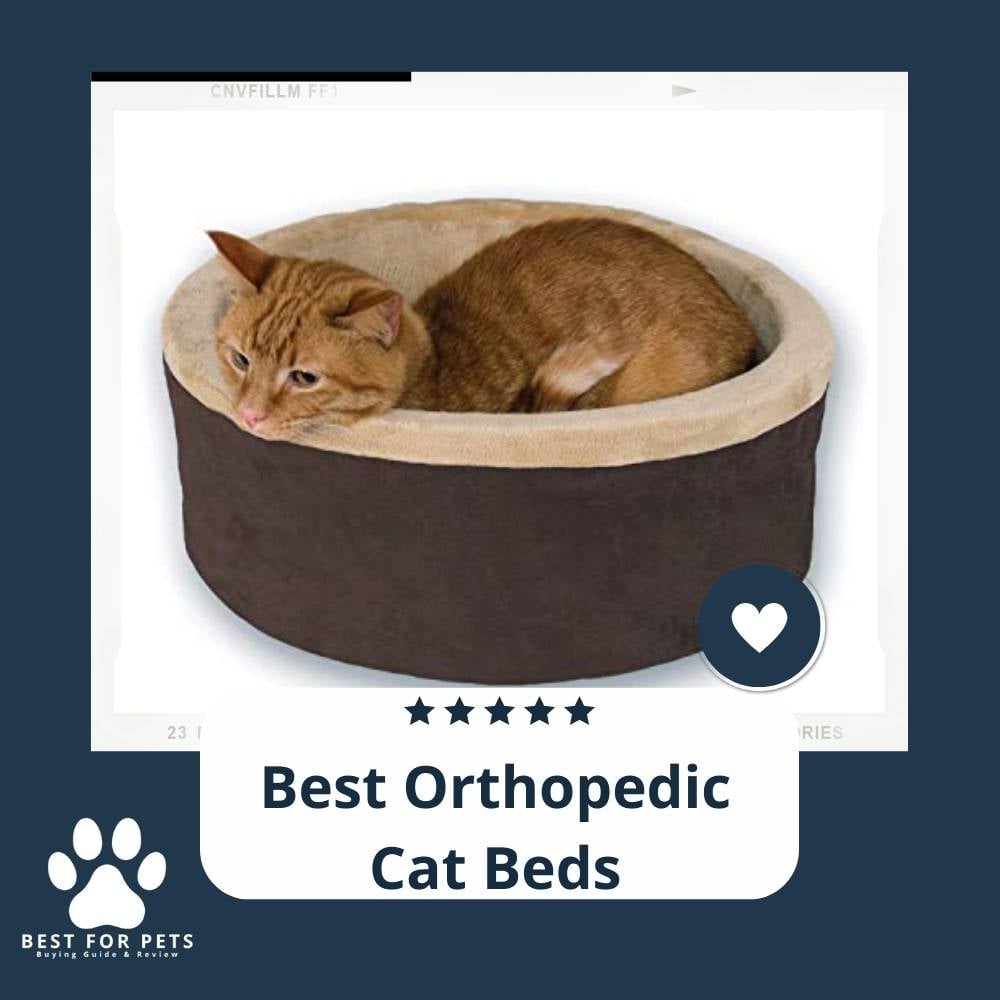 View of 9 Best Orthopedic Cat Beds - BestForPets.org