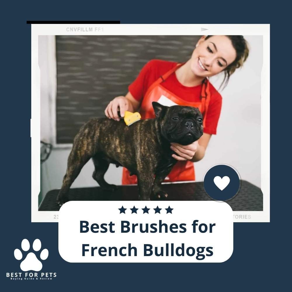 9aoH0vr70-best-brushes-for-french-bulldogs
