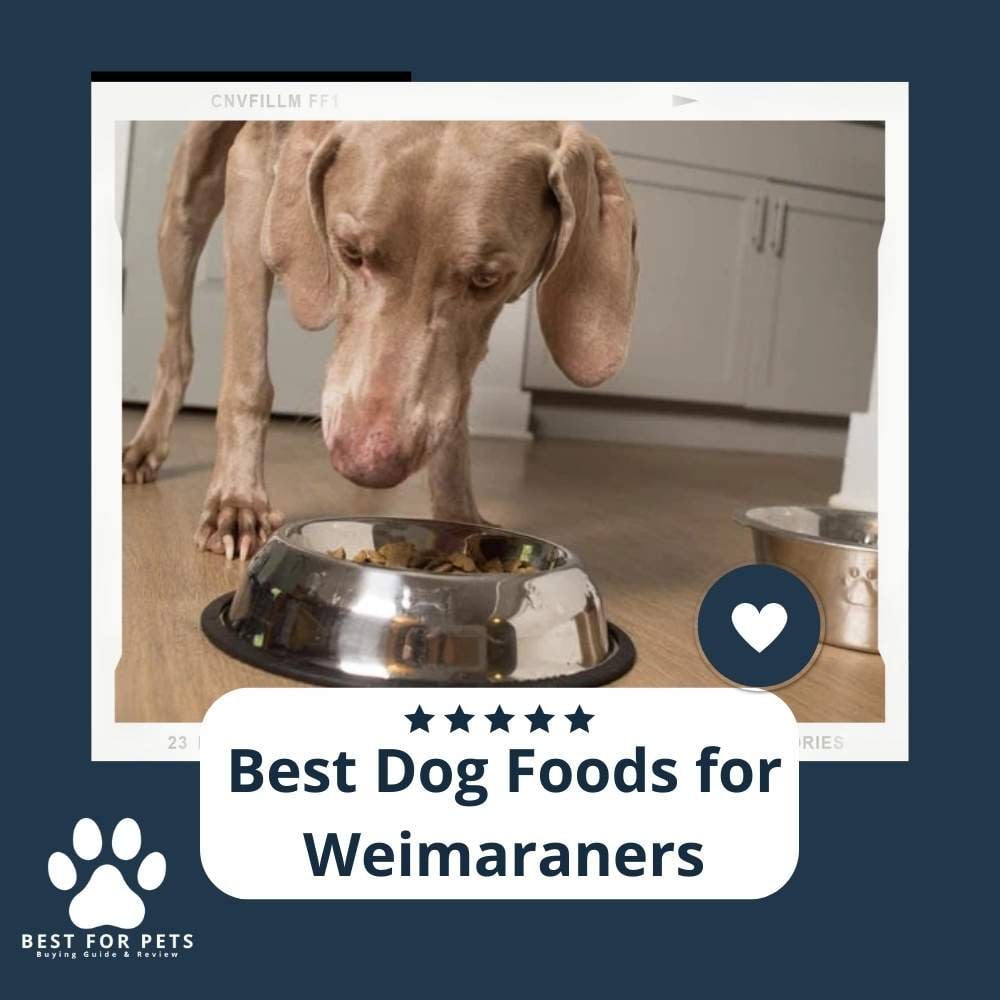 ZjKzBnmiC-best-dog-foods-for-weimaraners