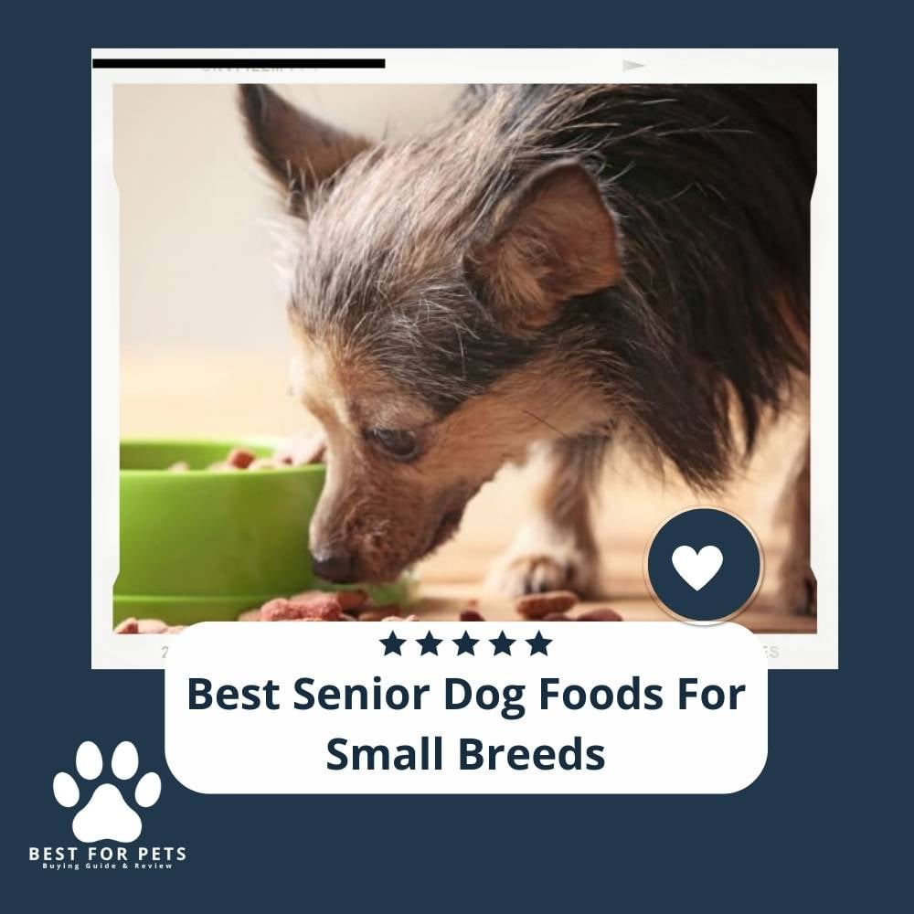 wQzfVFNSr-best-senior-dog-foods-for-small-breeds