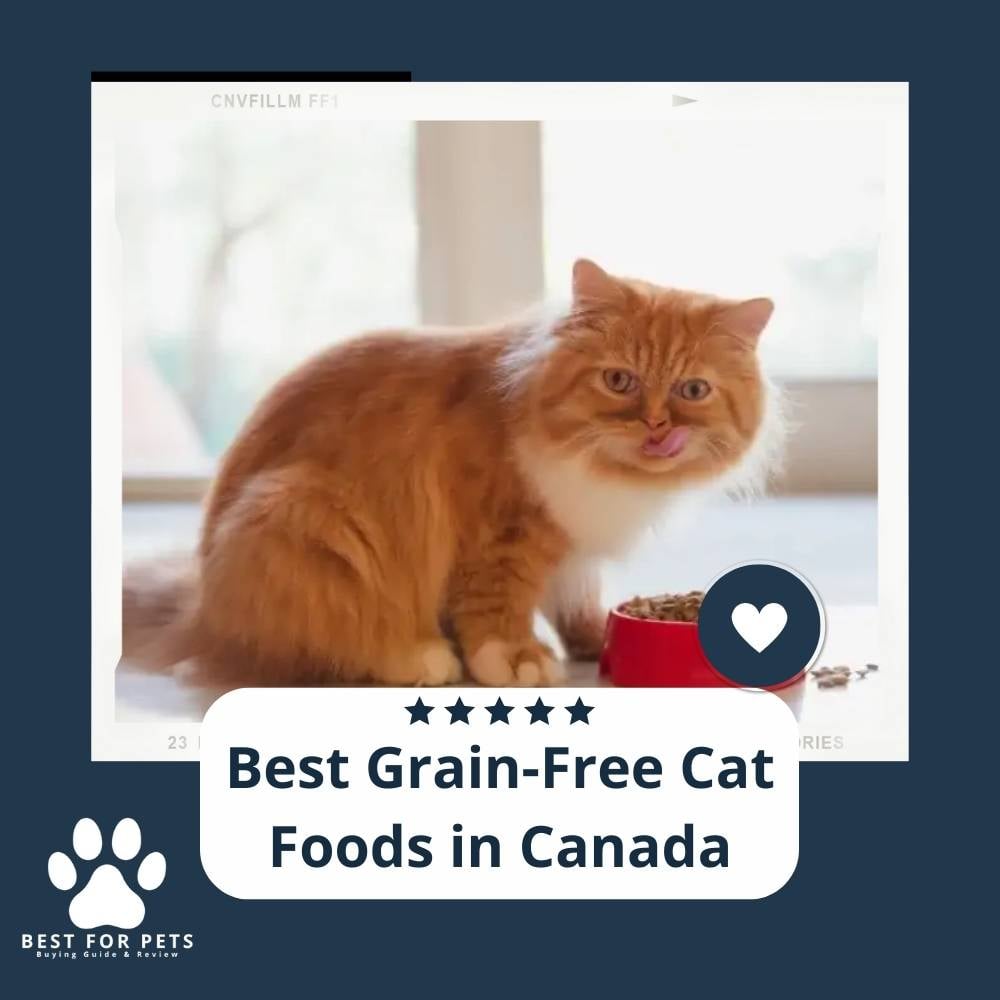 GxhKXIvRy-best-grain-free-cat-foods-in-canada