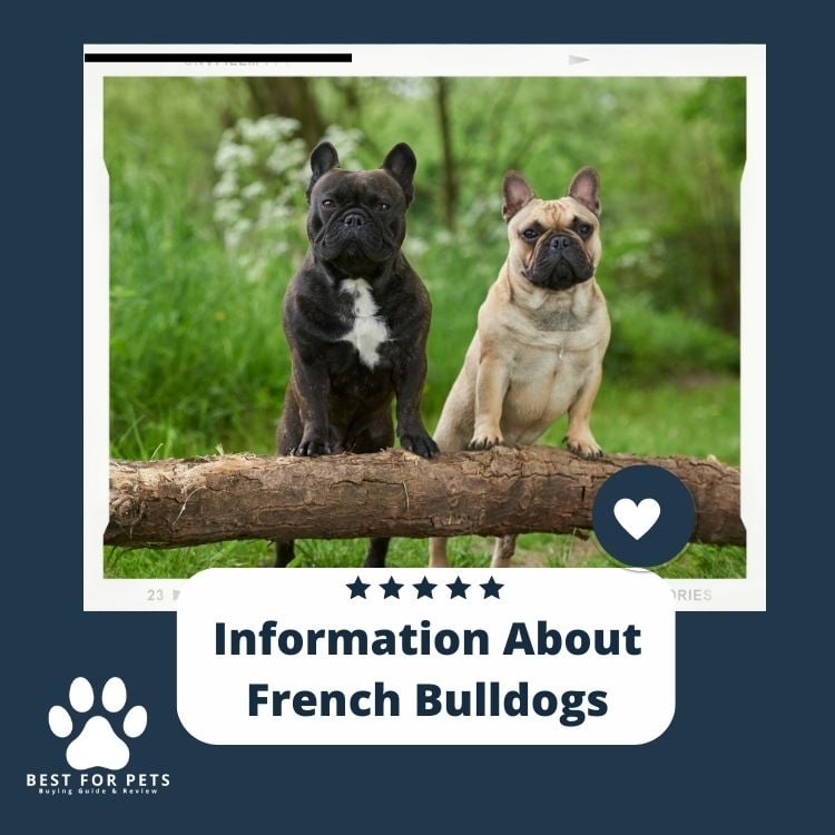 Information About French Bulldogs