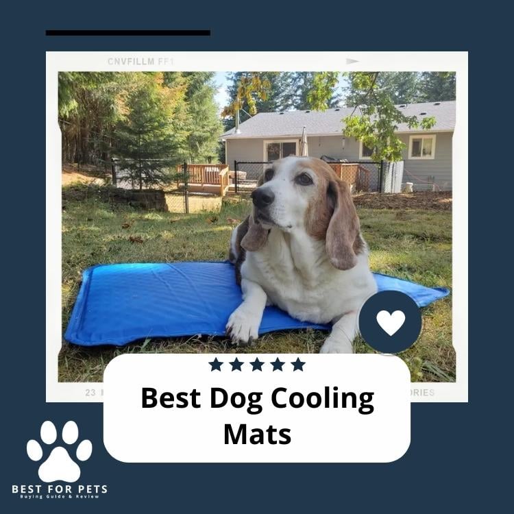 Best Dog Cooling Mats