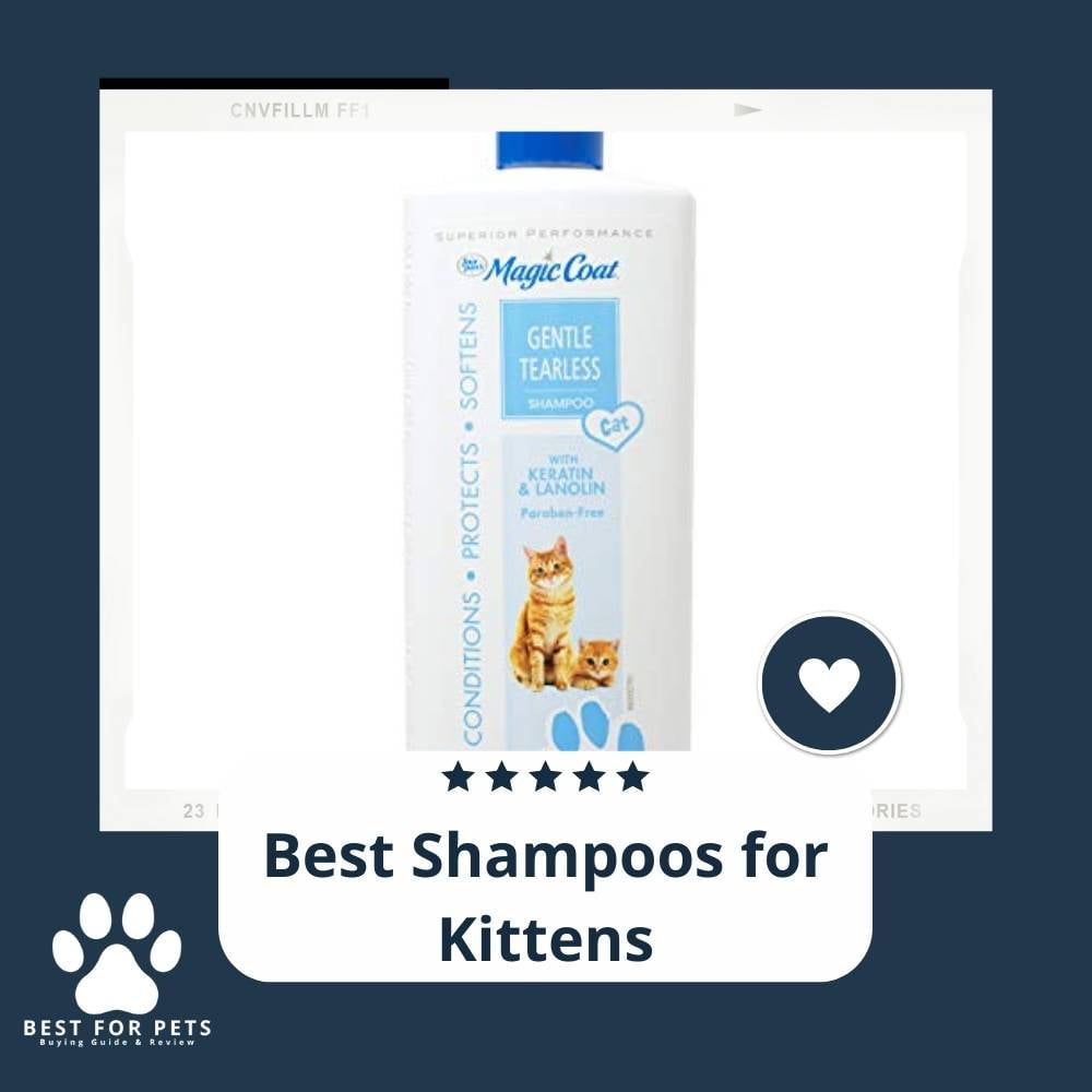 2ocQCMwXh-best-shampoos-for-kittens