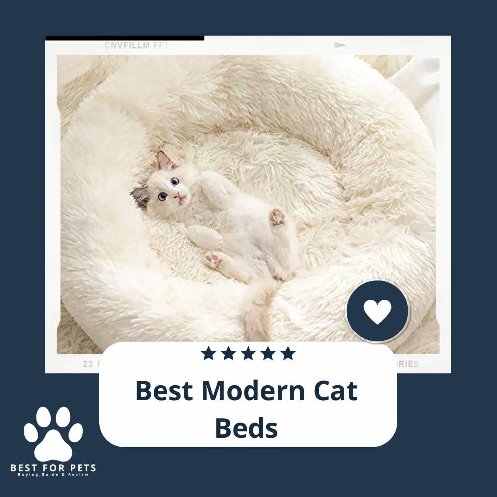 iKHO2uD4x-best-modern-cat-beds
