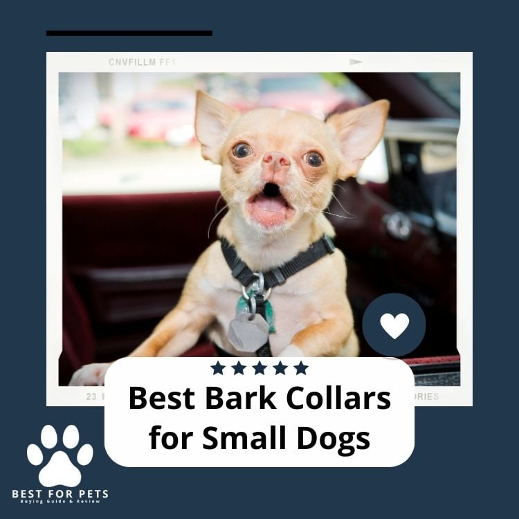 Best Bark Collars for Small Dogs