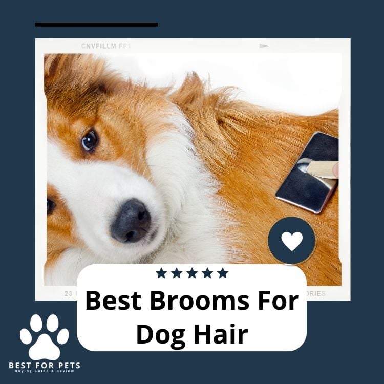Best Brooms For Dog Hair