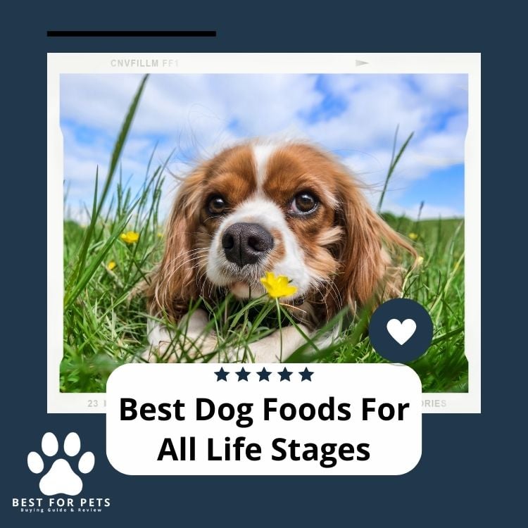 Best Dog Foods For All Life Stages