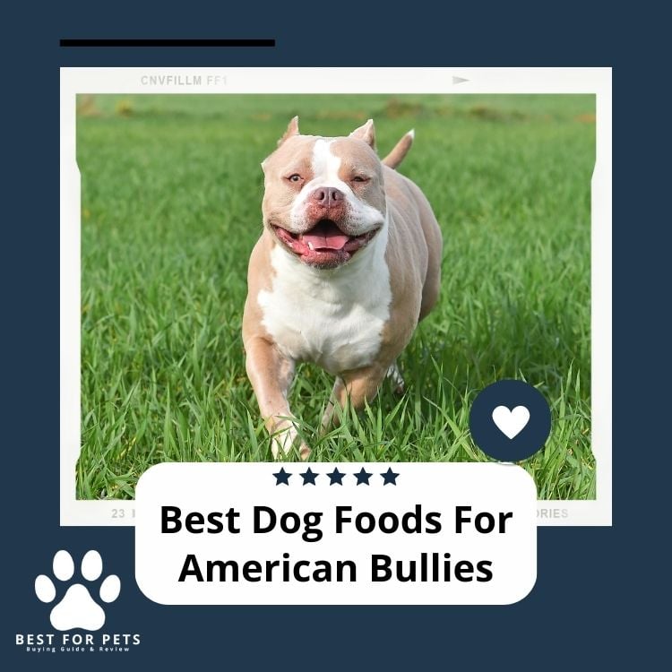 Best Dog Foods For American Bullies