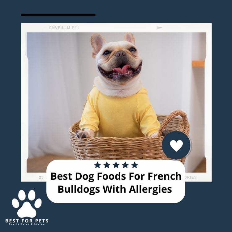 Best Dog Foods For French Bulldogs With Allergies