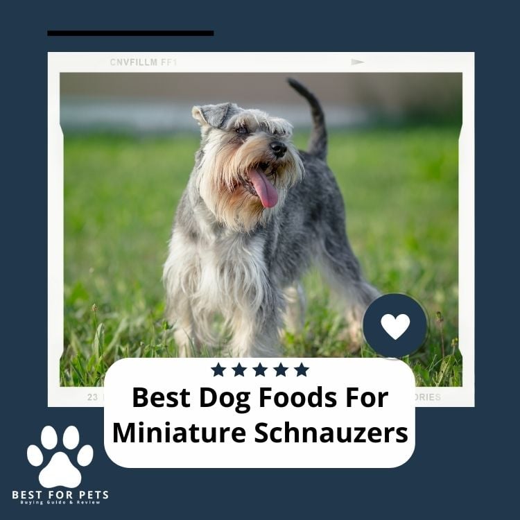 Best Dog Foods For Miniature Schnauzers