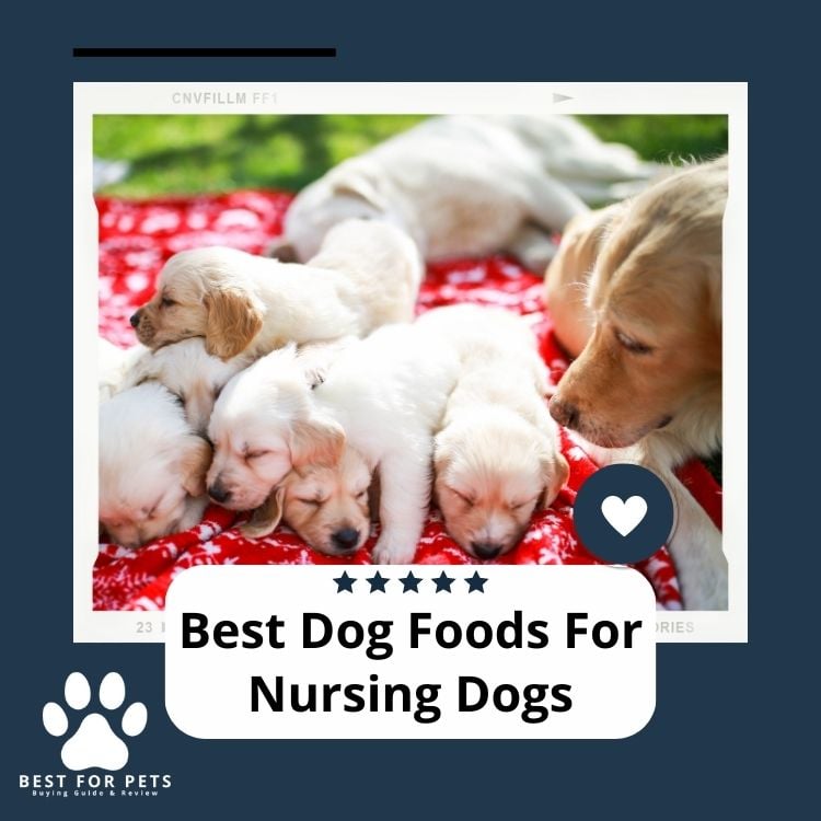 Best Dog Foods For Nursing Dogs