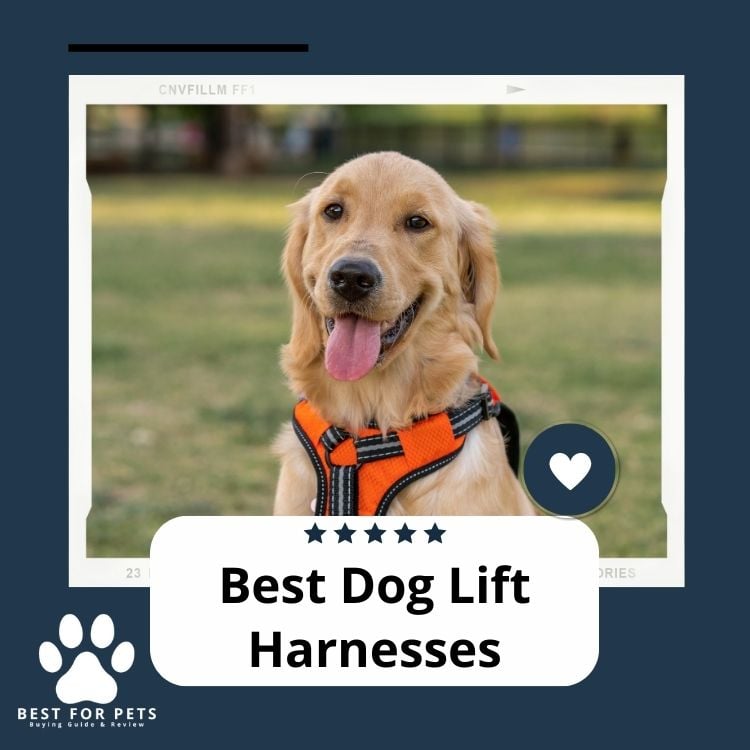 Best Dog Lift Harnesses