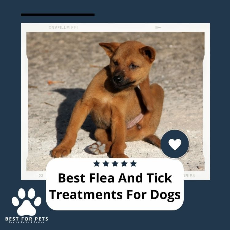 Best Flea And Tick Treatments For Dogs