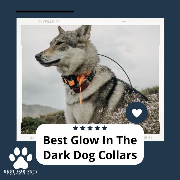 Best Glow In The Dark Dog Collars