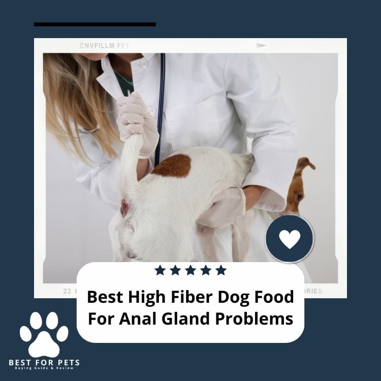 Best High Fiber Dog Food For Anal Gland Problems