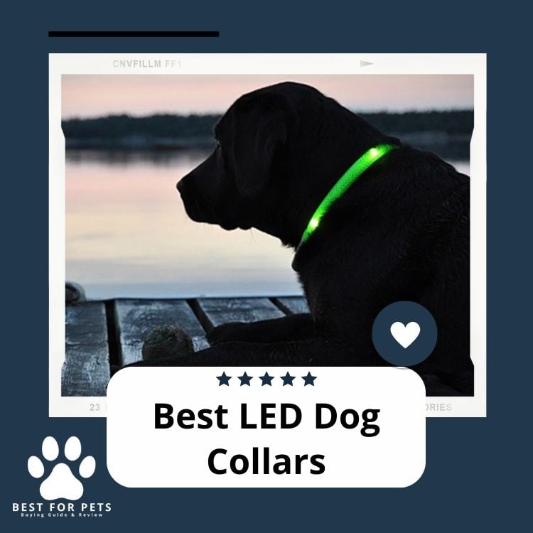 Best LED Dog Collars