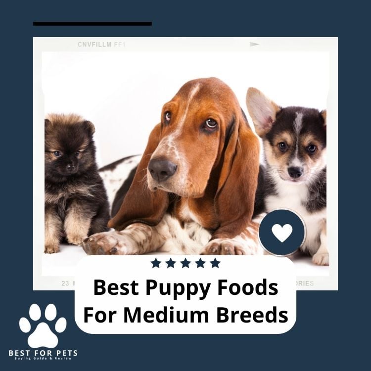Best Puppy Foods For Medium Breeds