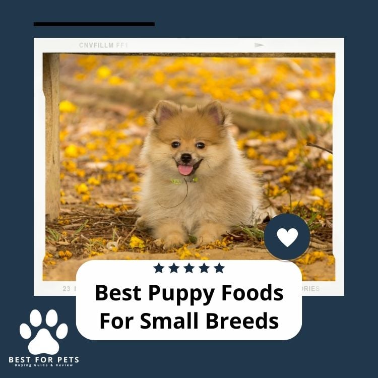 Best Puppy Foods For Small Breeds