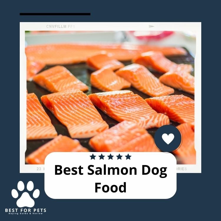 Best Salmon Dog Food
