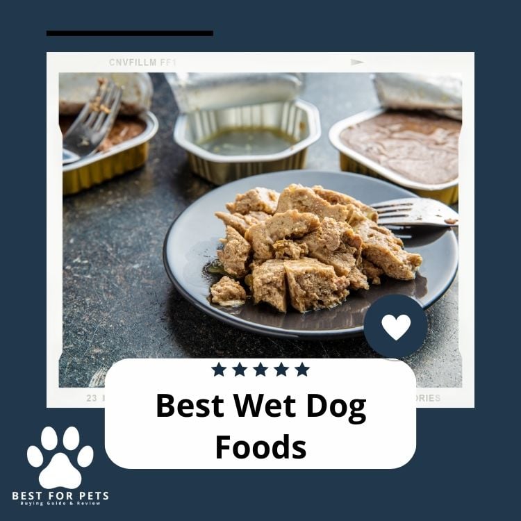 Best Wet Dog Foods