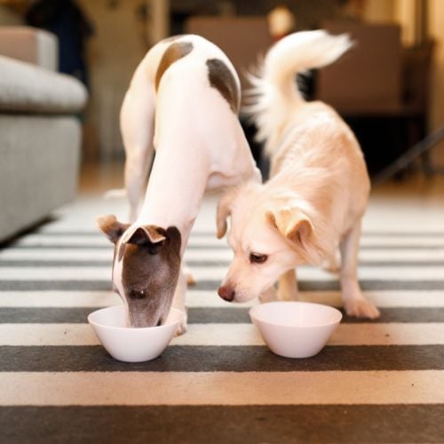 Dogs eating at home