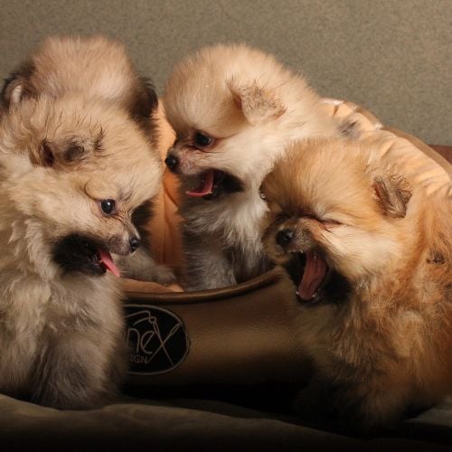 Photo Of Pomeranian Puppies