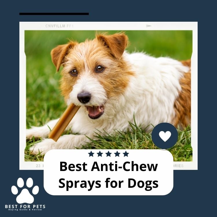 Best Anti-Chew Sprays For Dogs
