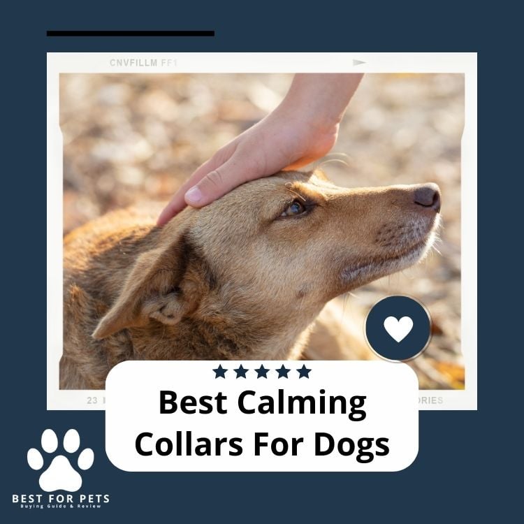 Best Calming Collars For Dogs