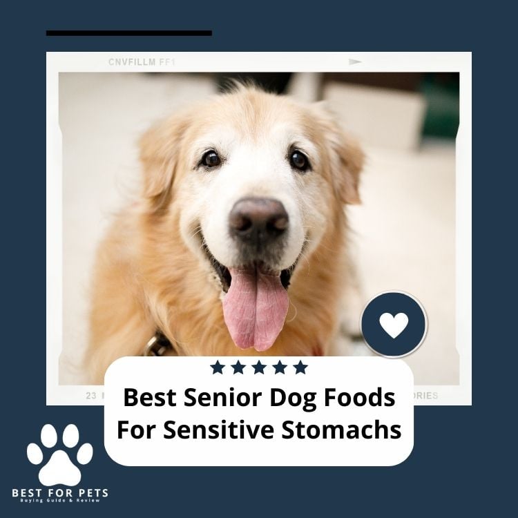 Best Senior Dog Foods For Sensitive Stomachs