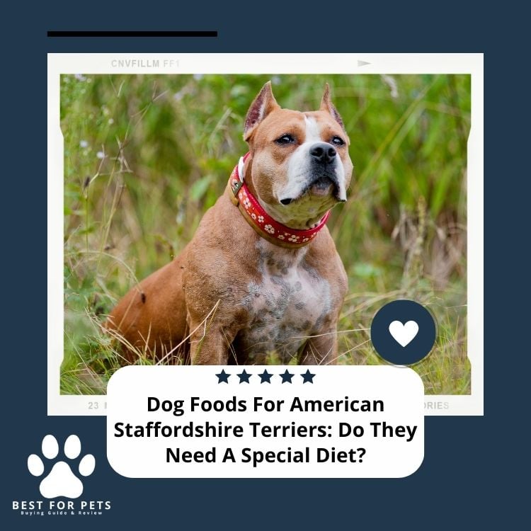 Dog Foods For American Staffordshire Terriers Do They Need A Special Diet