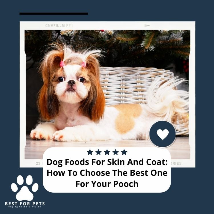 Dog Foods For Skin And Coat How To Choose The Best One For Your Pooch