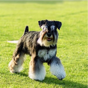 Grooming and Maintenance for Miniature Schnauzers