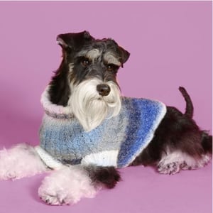 Health Problems to Watch Out for with Miniature Schnauzers