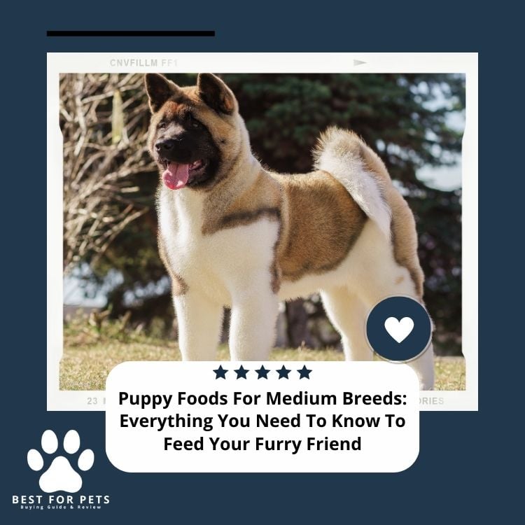 Puppy Foods For Medium Breeds Everything You Need To Know To Feed Your Furry Friend
